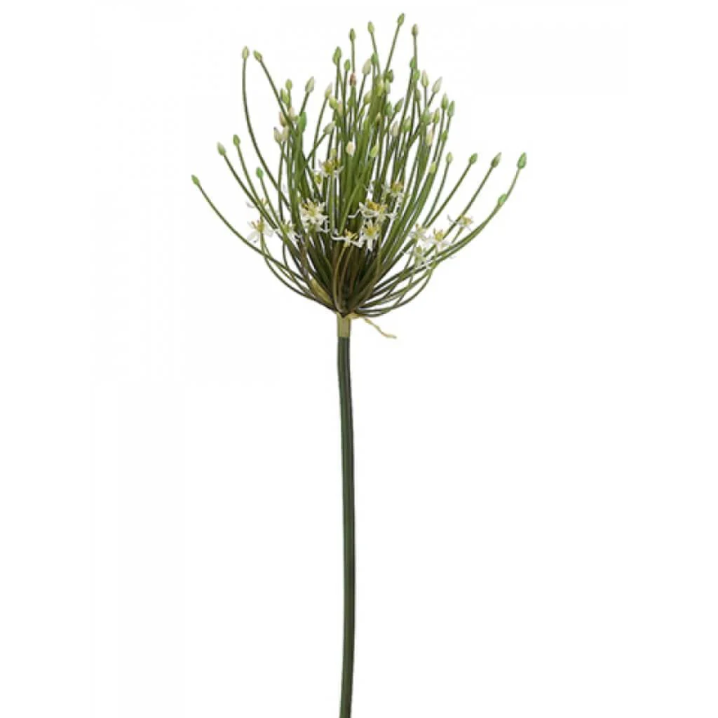 Spider Allium Spray 40" Cream