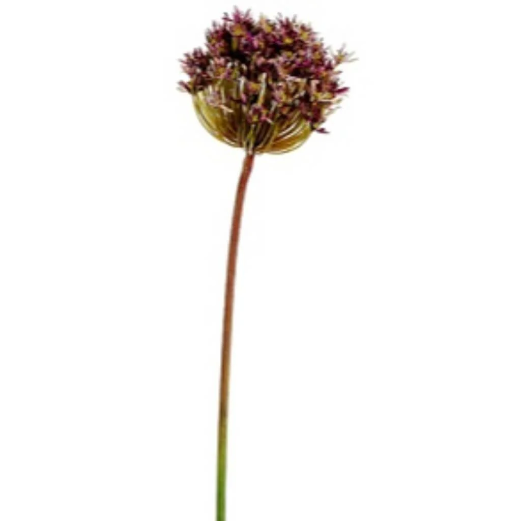 Allium Spray 34" Purple Green