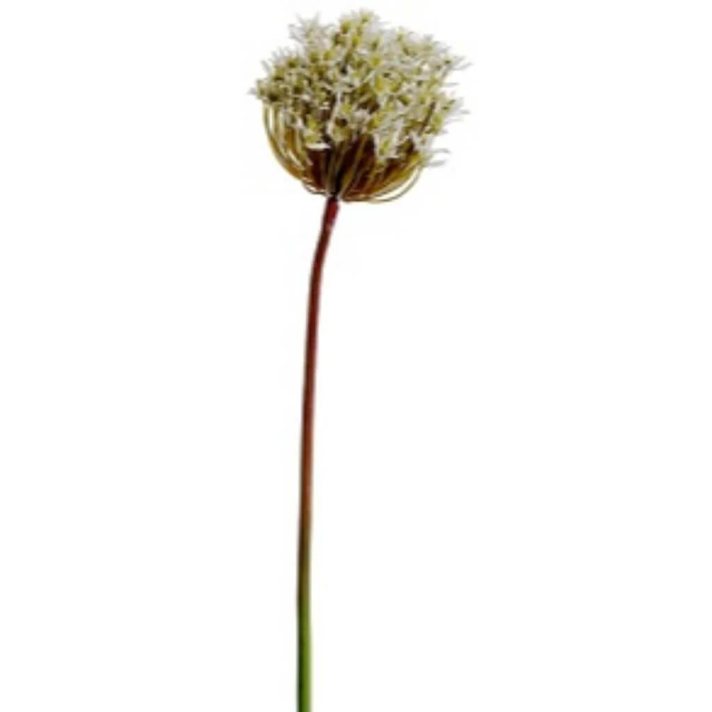 Allium Spray 34" White