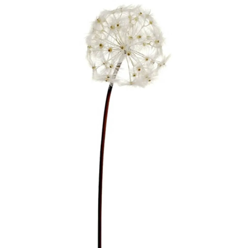 Dandelion Spray 28in Cream