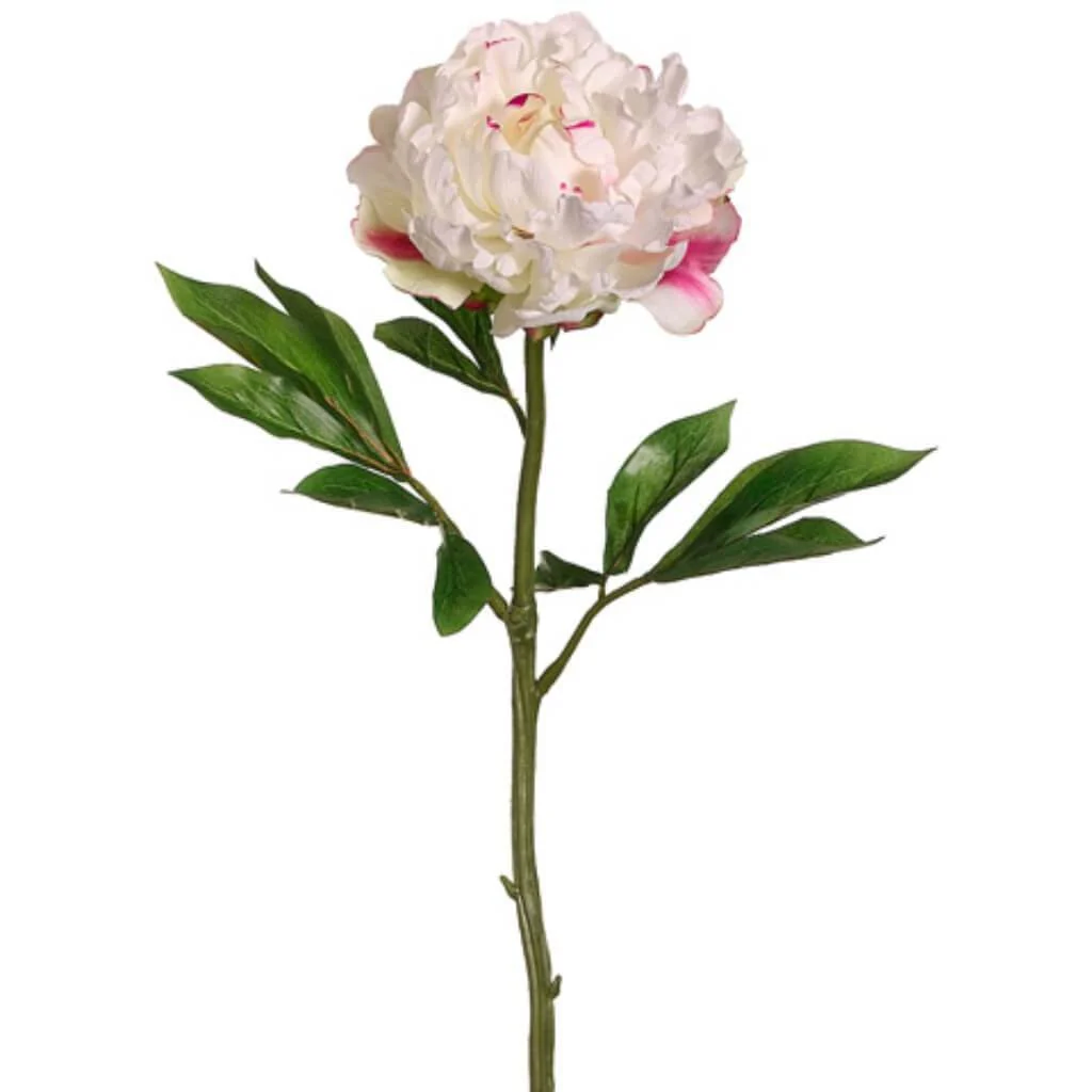 LX5.5"D PEONY SPRAY 22" WHITE BEAUTY