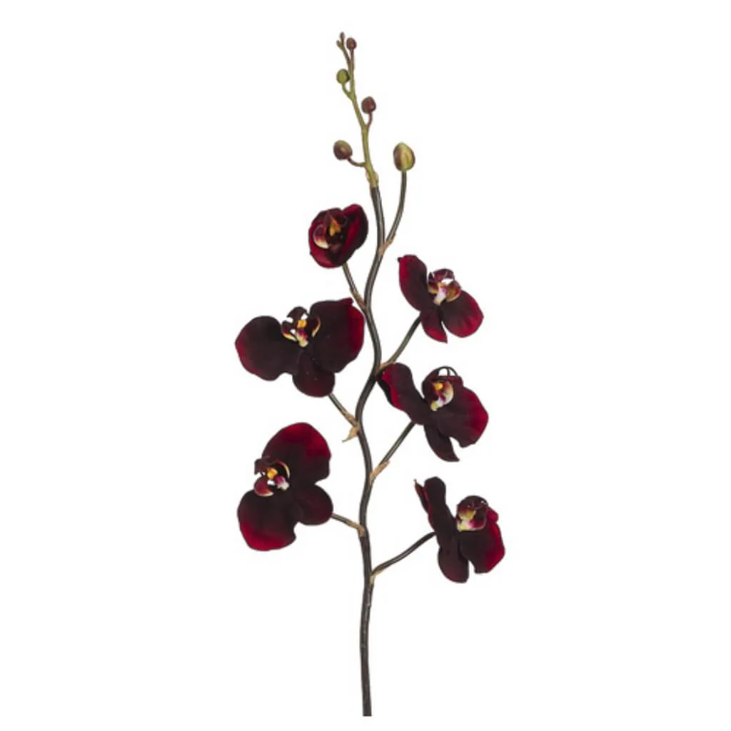 PHALAENOPSIS SPRAY 32" Blush Red