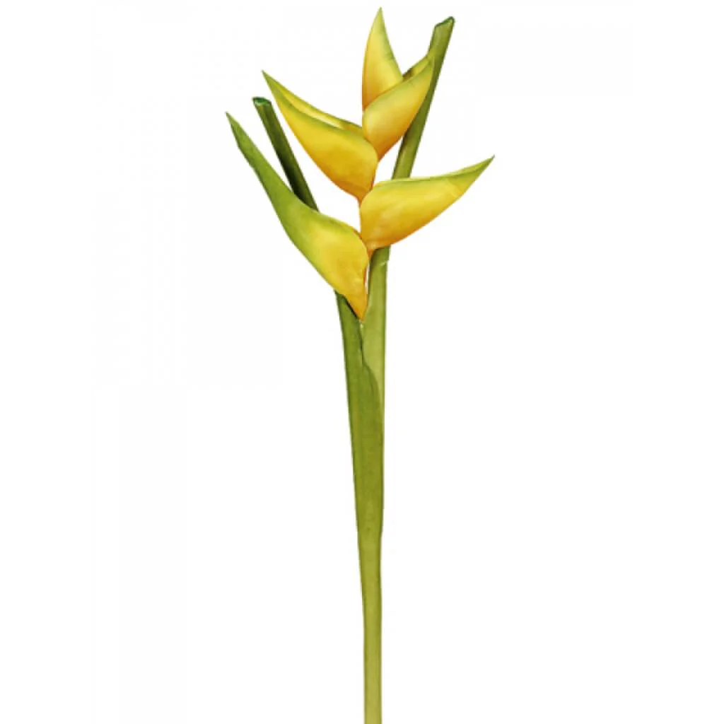 Hawaiian Heliconia 34in Sp Yellow