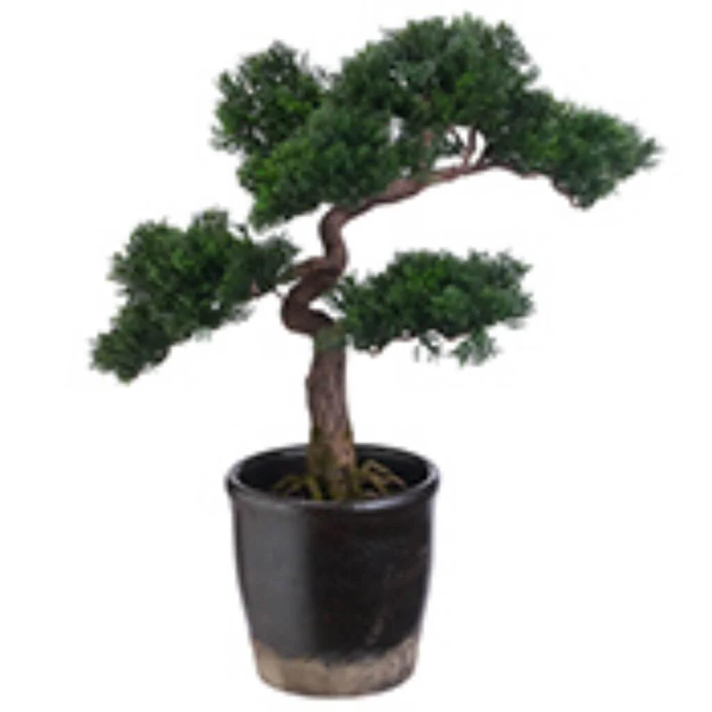 Cedar Bonsai Tree 19inH x 15inW x 14inL