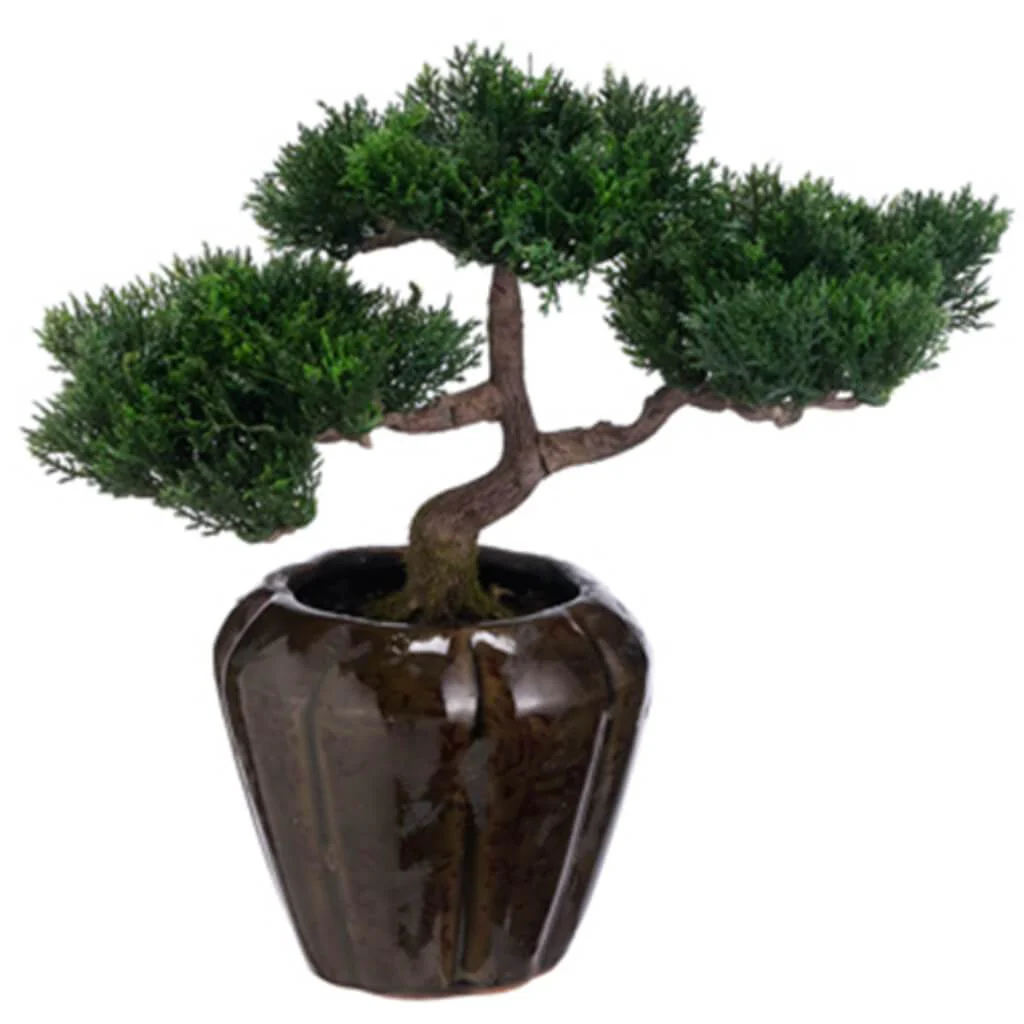 Cedar Bonsai Tree 12inH x 6inW x 13inL