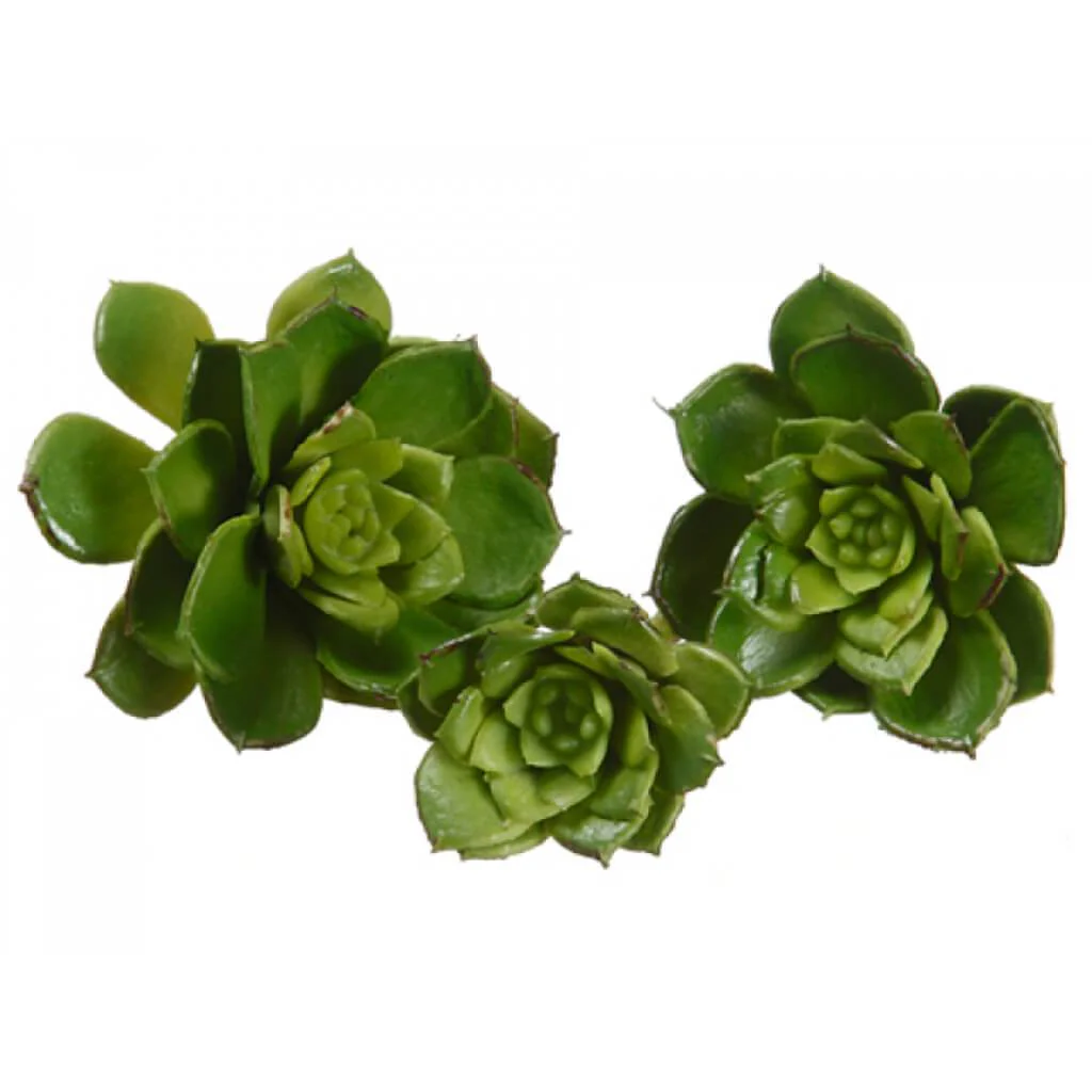 Baby Echeveria Assortment 3.5"Wx4.3"L  Green