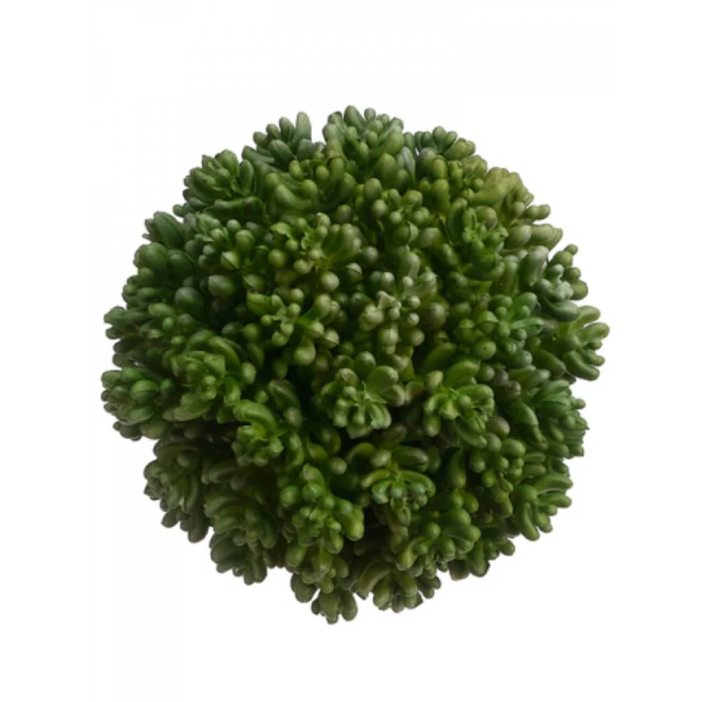 Succulent Orb 4.5in Green