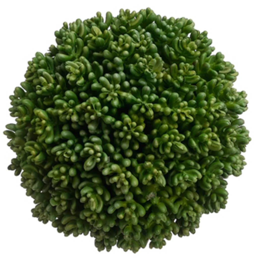 Succulent Orb 5.5" Green
