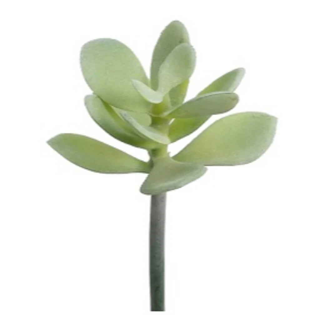 Jade Plant, 6.5in