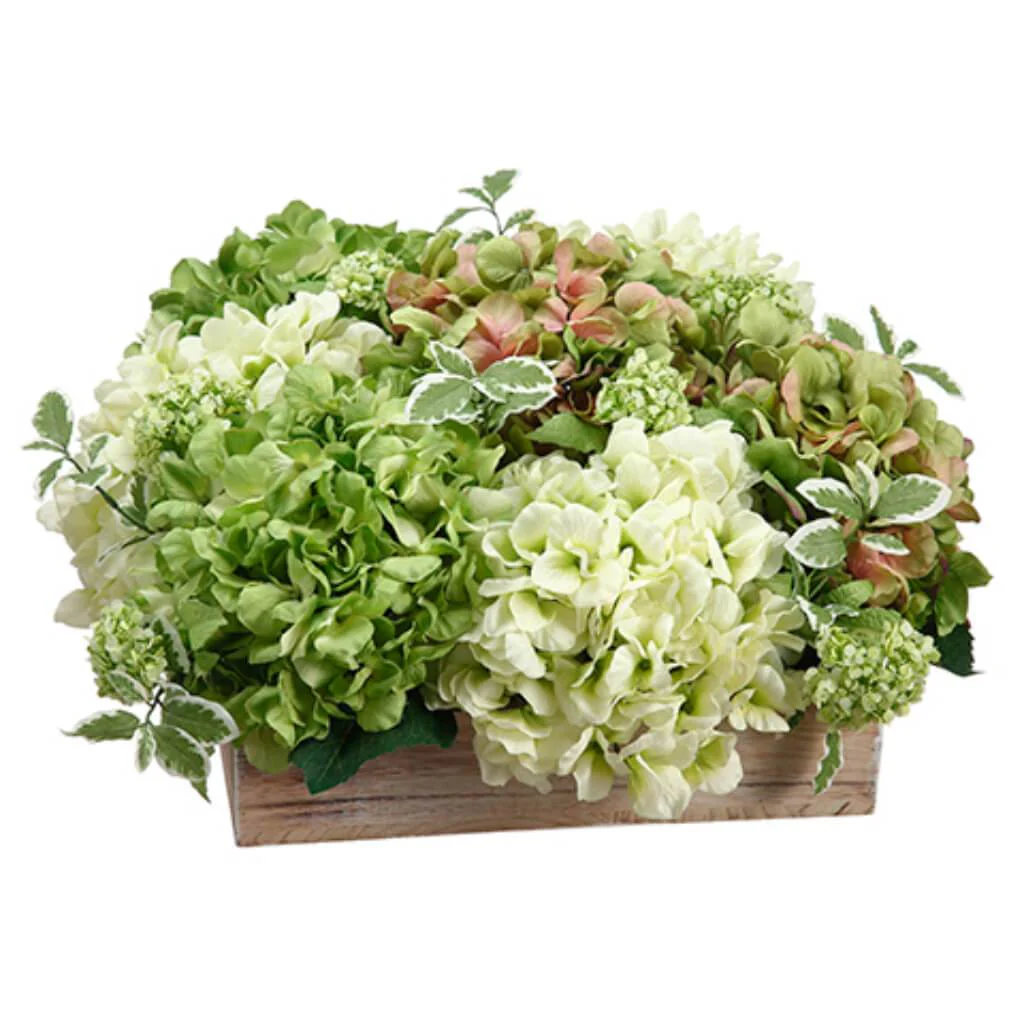 Hydrangea/Snowball in Wood Pot 11in Green Cream
