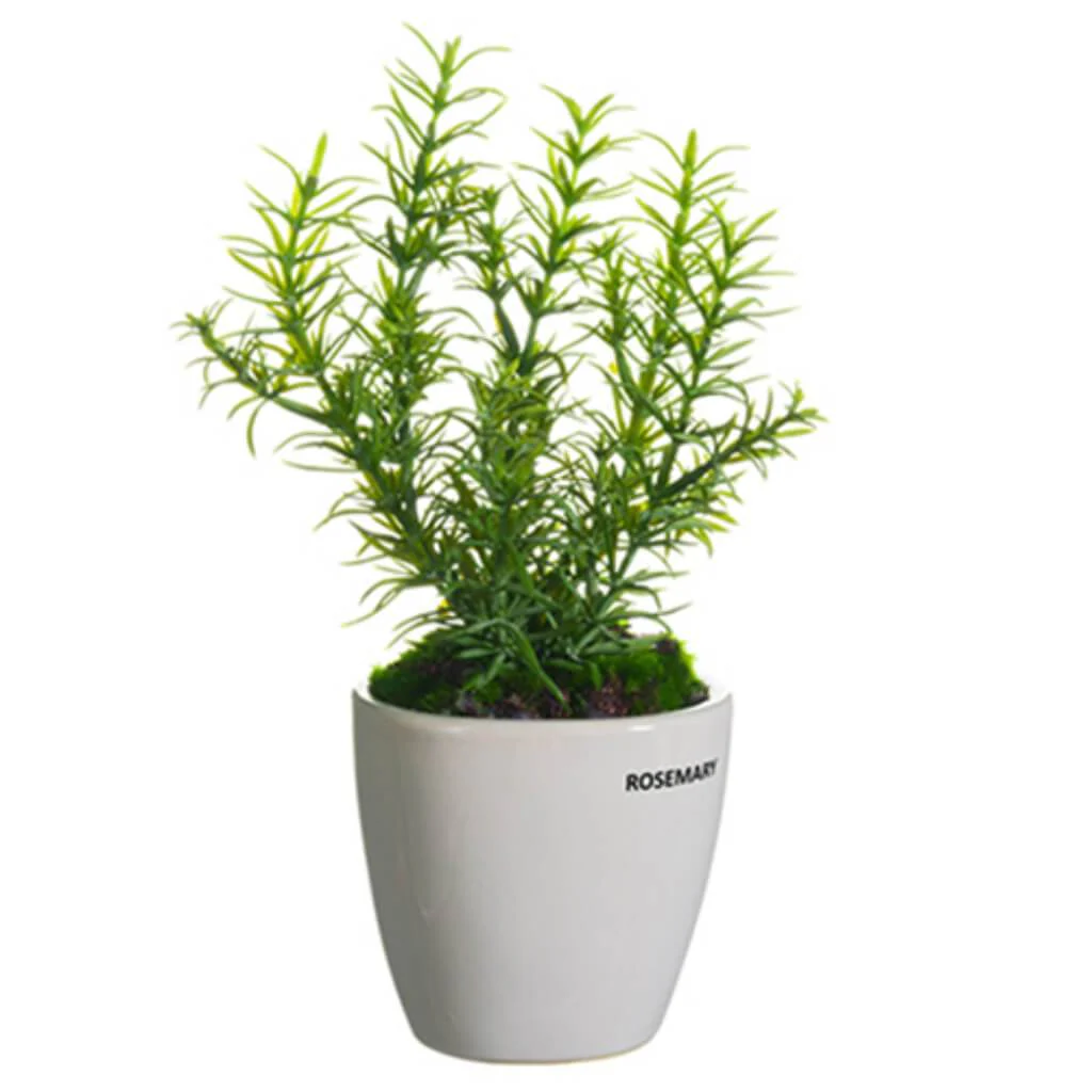 11"ROSEMARY IN CERA.VASE GR