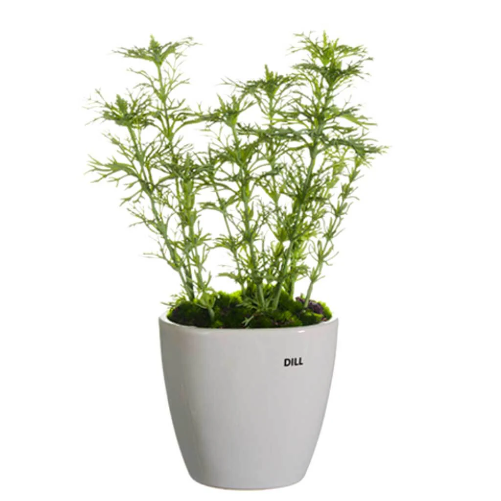 Dill in Ceramic Vase Green, 11in