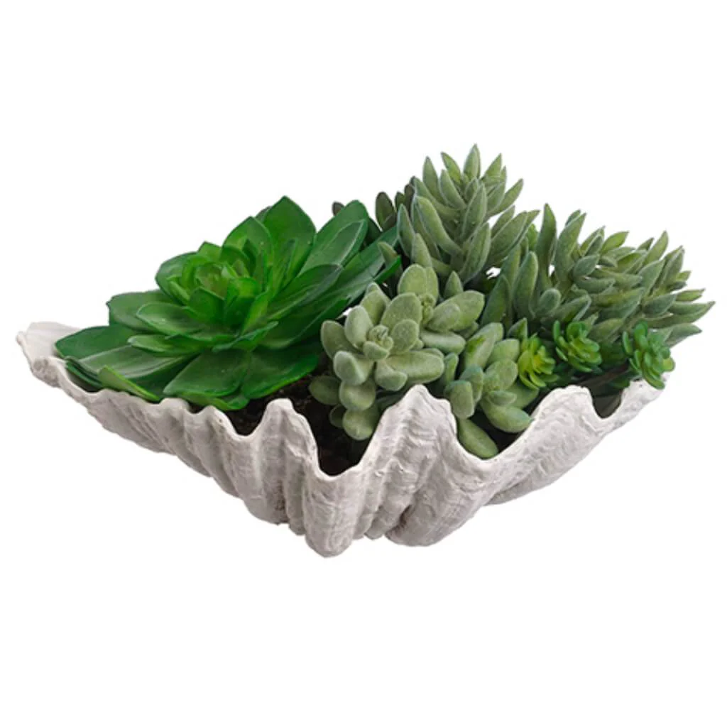 Succulent Garden in Shell 6" Green