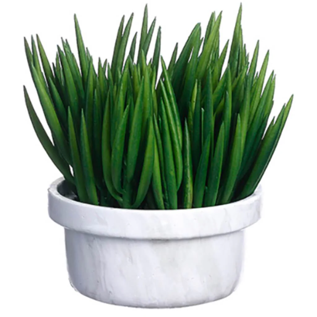 Senecio in Terracotta Pot 11inH x 11inW x 11inL