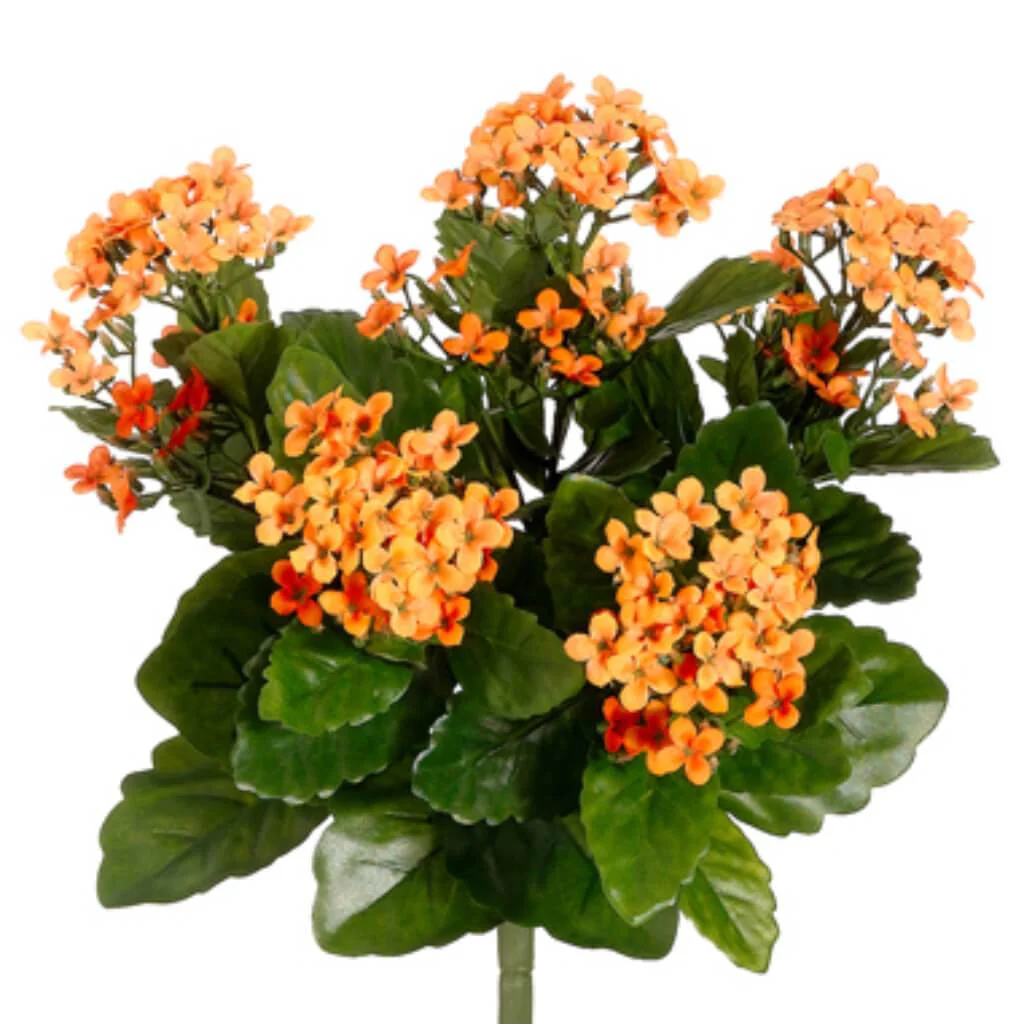Kalanchoe Bush x5 with 150 Flowers 13.5in Two Tone Orange