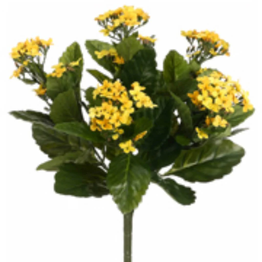 Kalanchoe Bush x5 with 150 Flowers Two Tone Yellow 13.5in