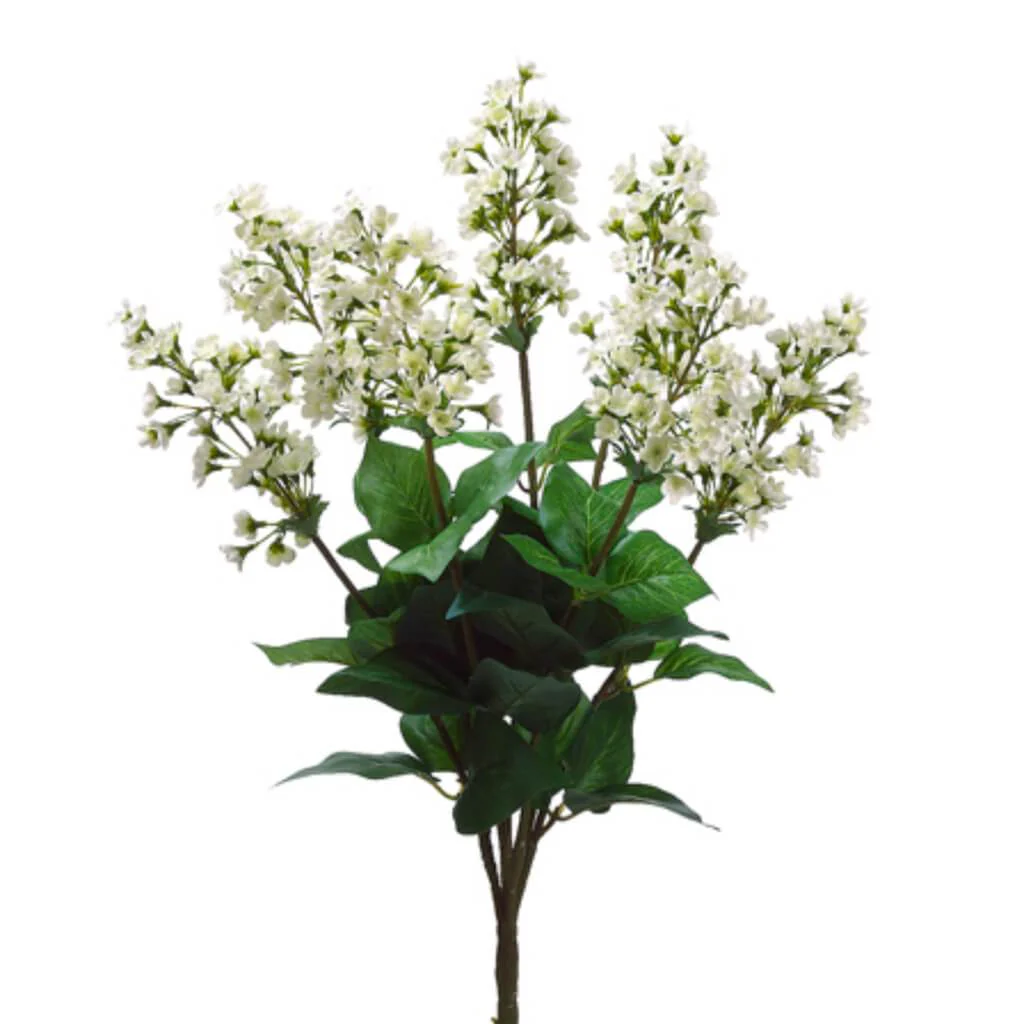 Bouvardia Bush 23"x7  Cream