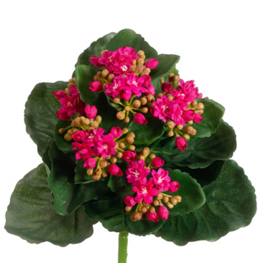 Kalanchoe Bush  Beauty 9"
