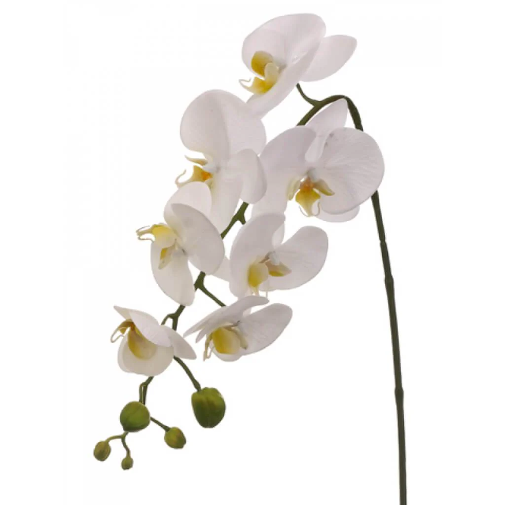 PHALAENOPSIS SPRAY 28.5" WHITE