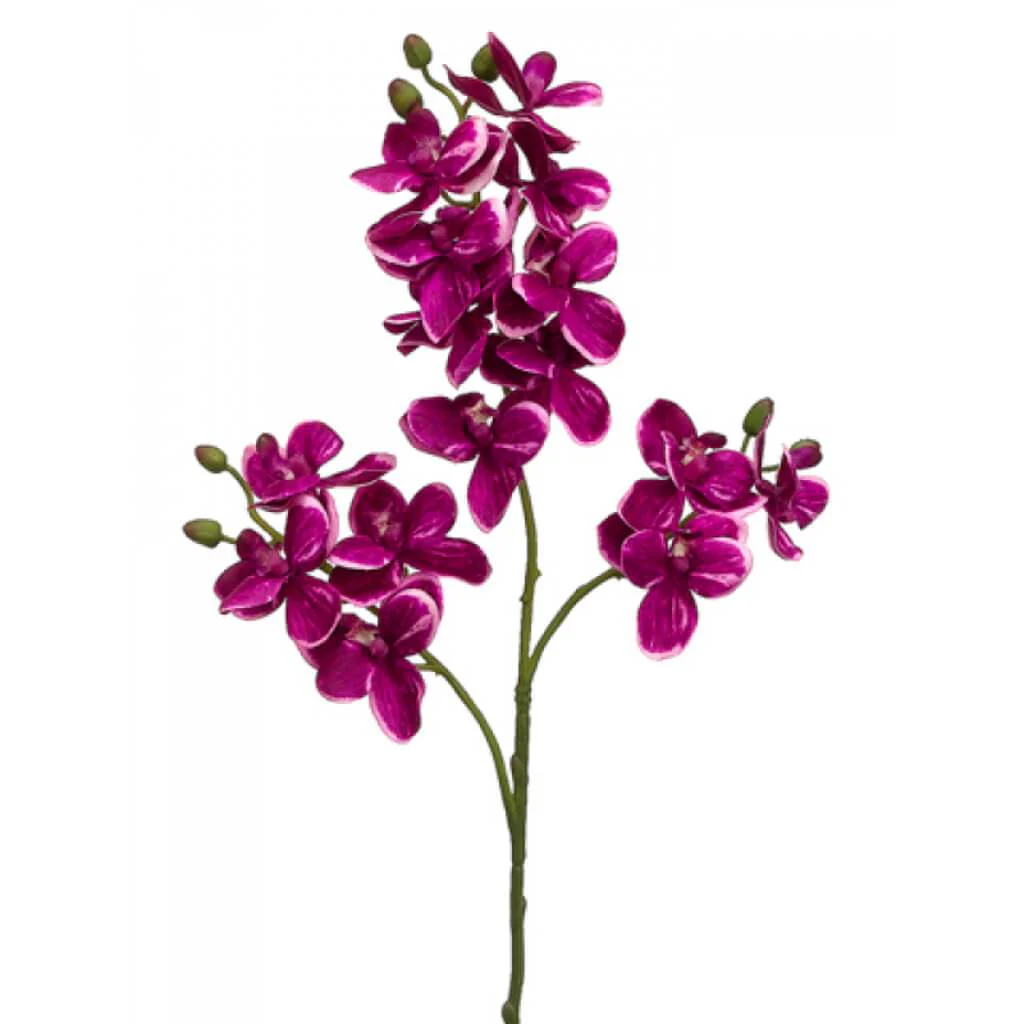 Phalaenopsis Spray 30" Orchid