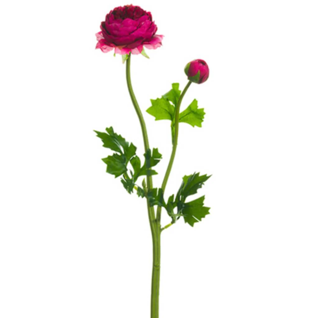 Ranunculus Spray 18.9"   Boysenberry