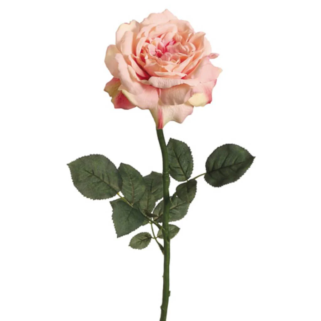 26"SINGLE SOPHIA ROSE SP.PK/SM