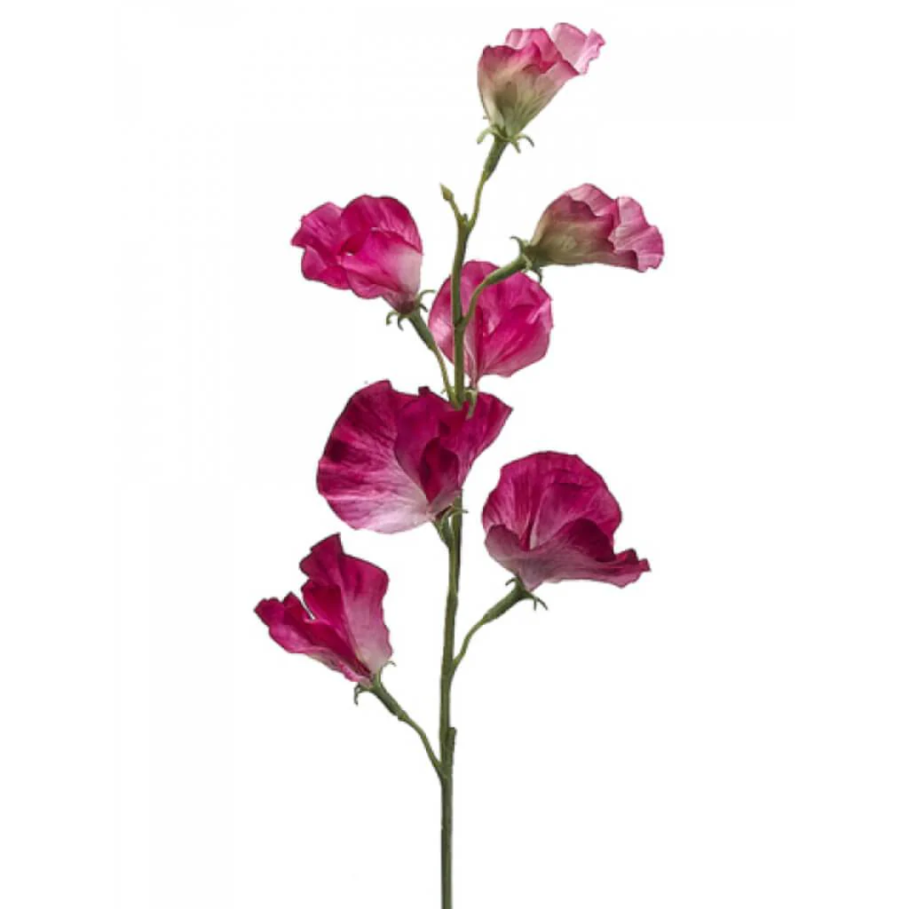 Sweet Pea Spray 22in Two Tone Fuchsia