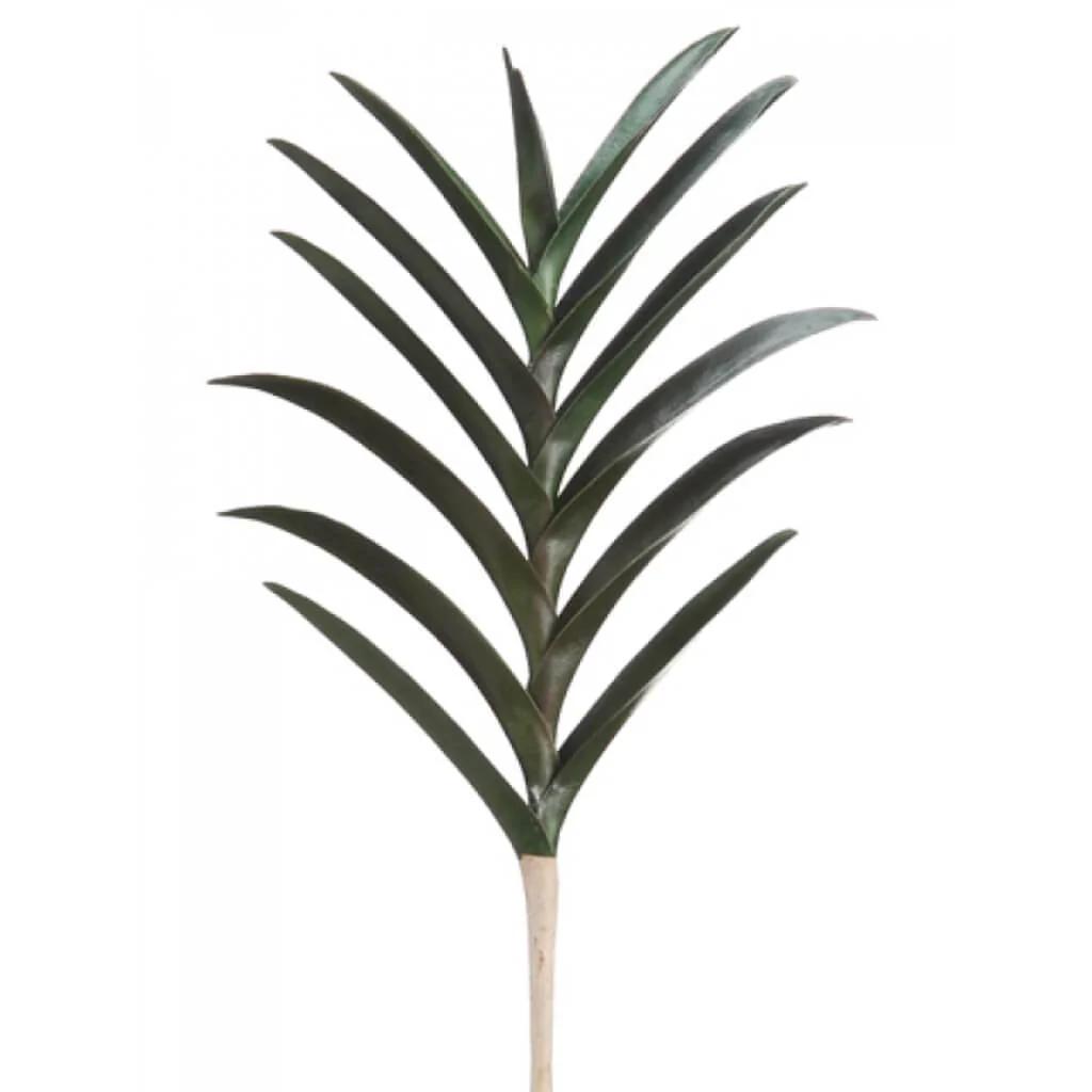 Vanda Orchid Leaf Plant 19in with 13 Leaves Green