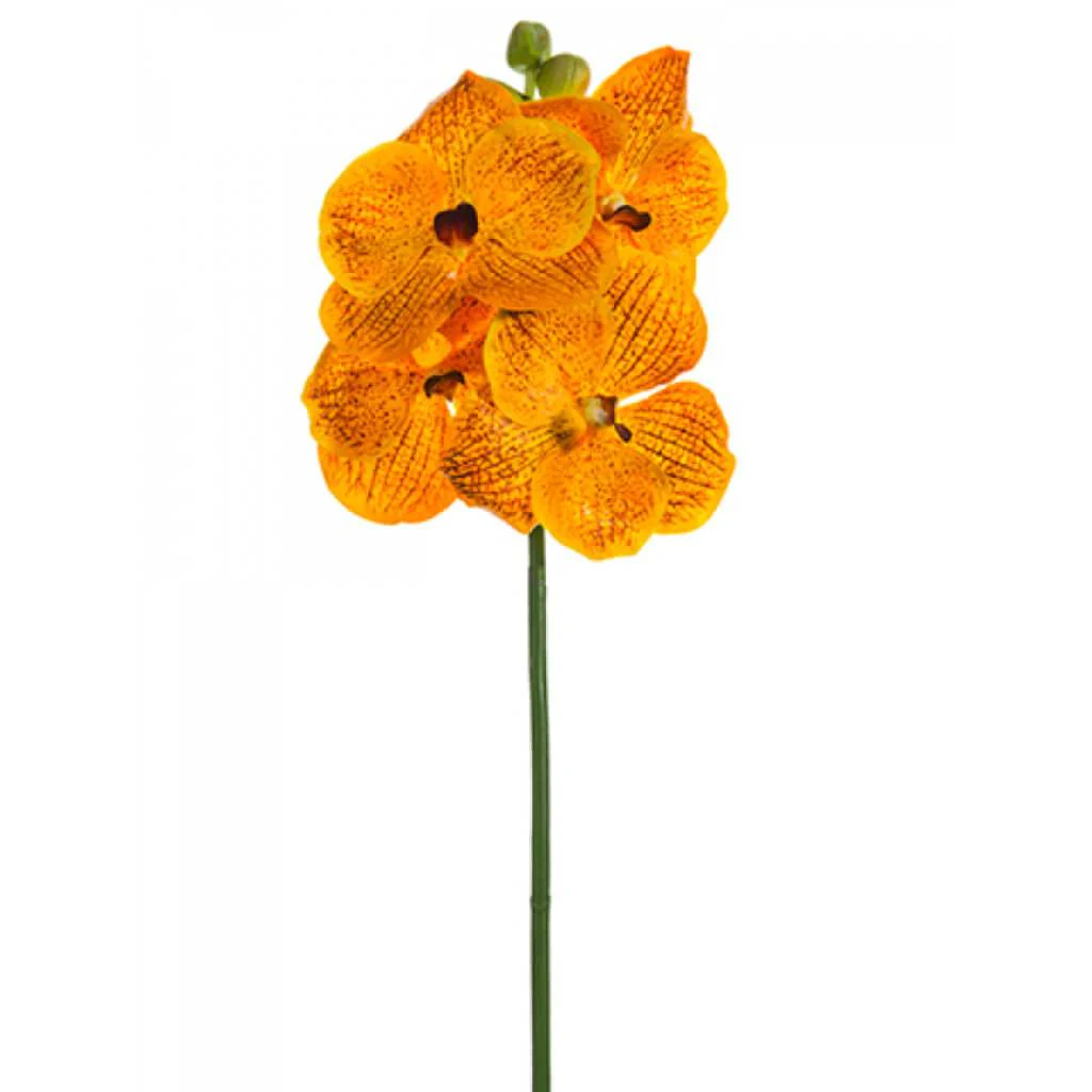 Vanda Spray 20in Apricot Orange