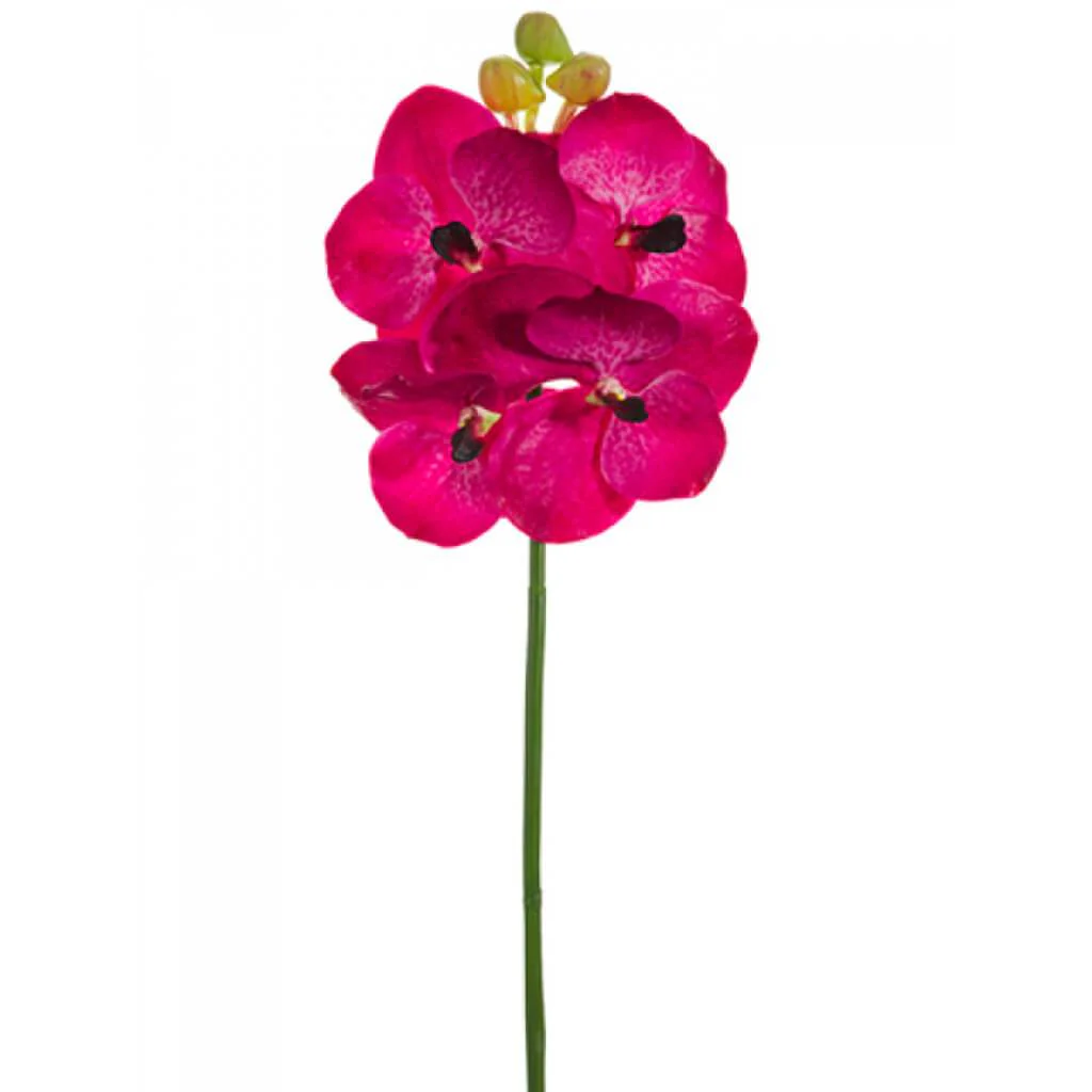 Vanda Spray 20" Beauty Cerise