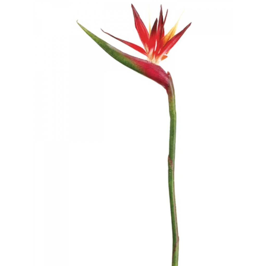 Bird of Paradise Spray 37" Red Orange