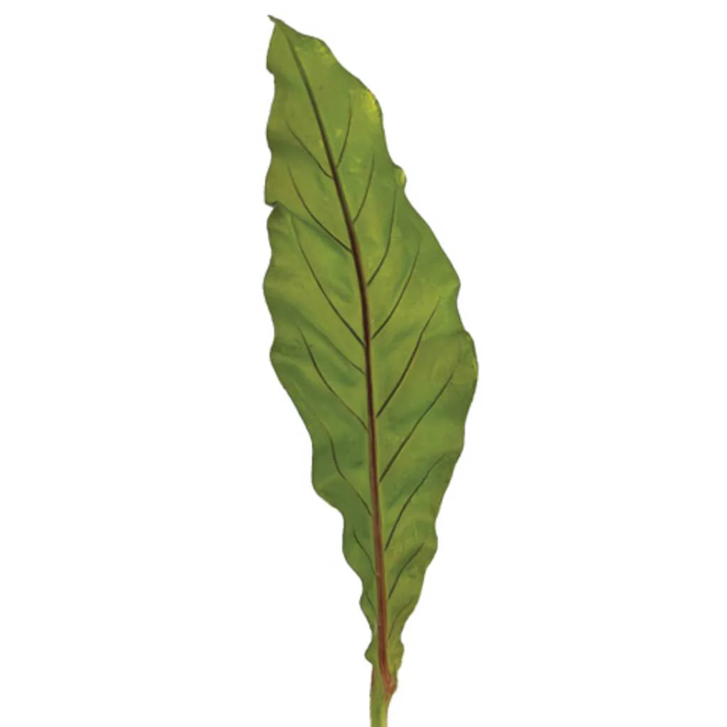 Bird'S Nest Fern Leaf Spray 19" Green