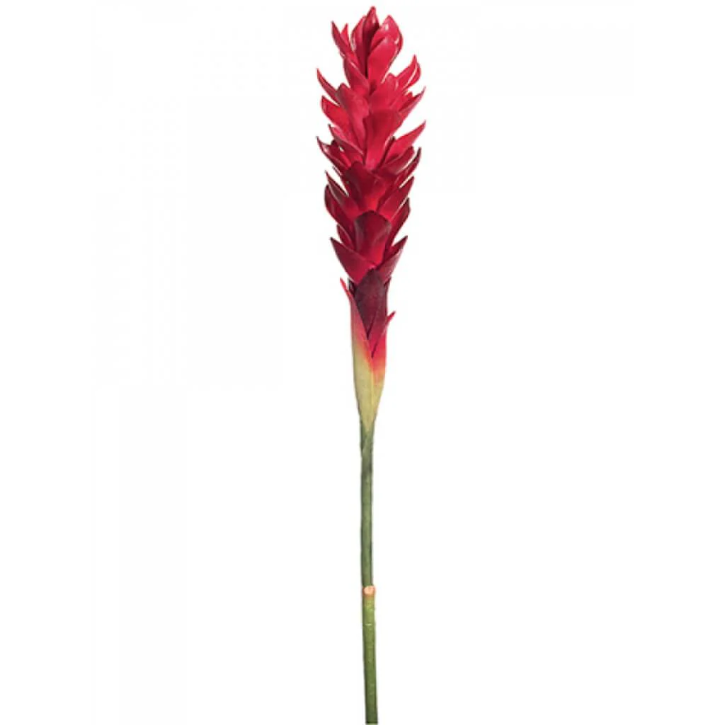 Single Hawaiian Ginger Spray 30in Beauty