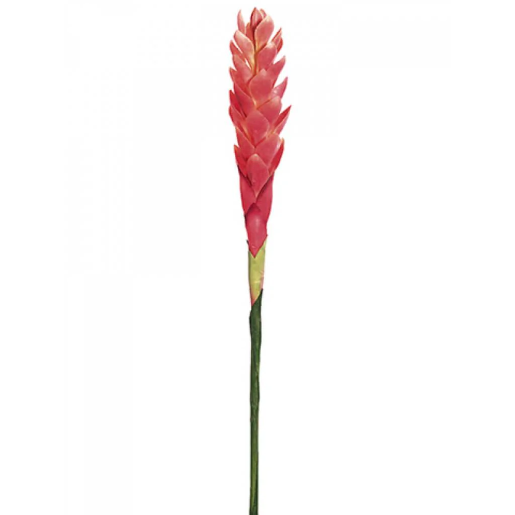 Single Hawaiian Ginger Spray 30in Pink