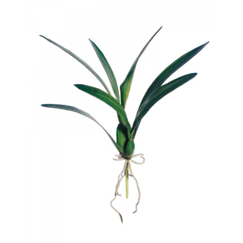 Dancing Orchid Leaf Plant 18" Green