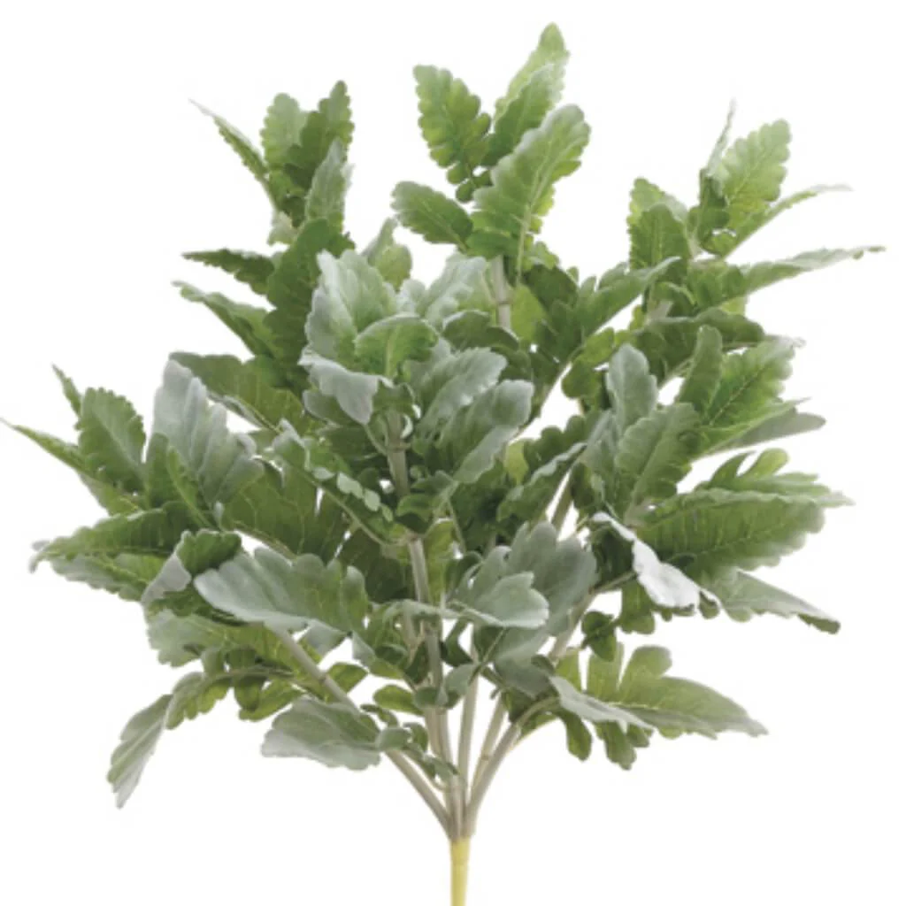 Dusty Miller Bush 16.5in Frosted Green