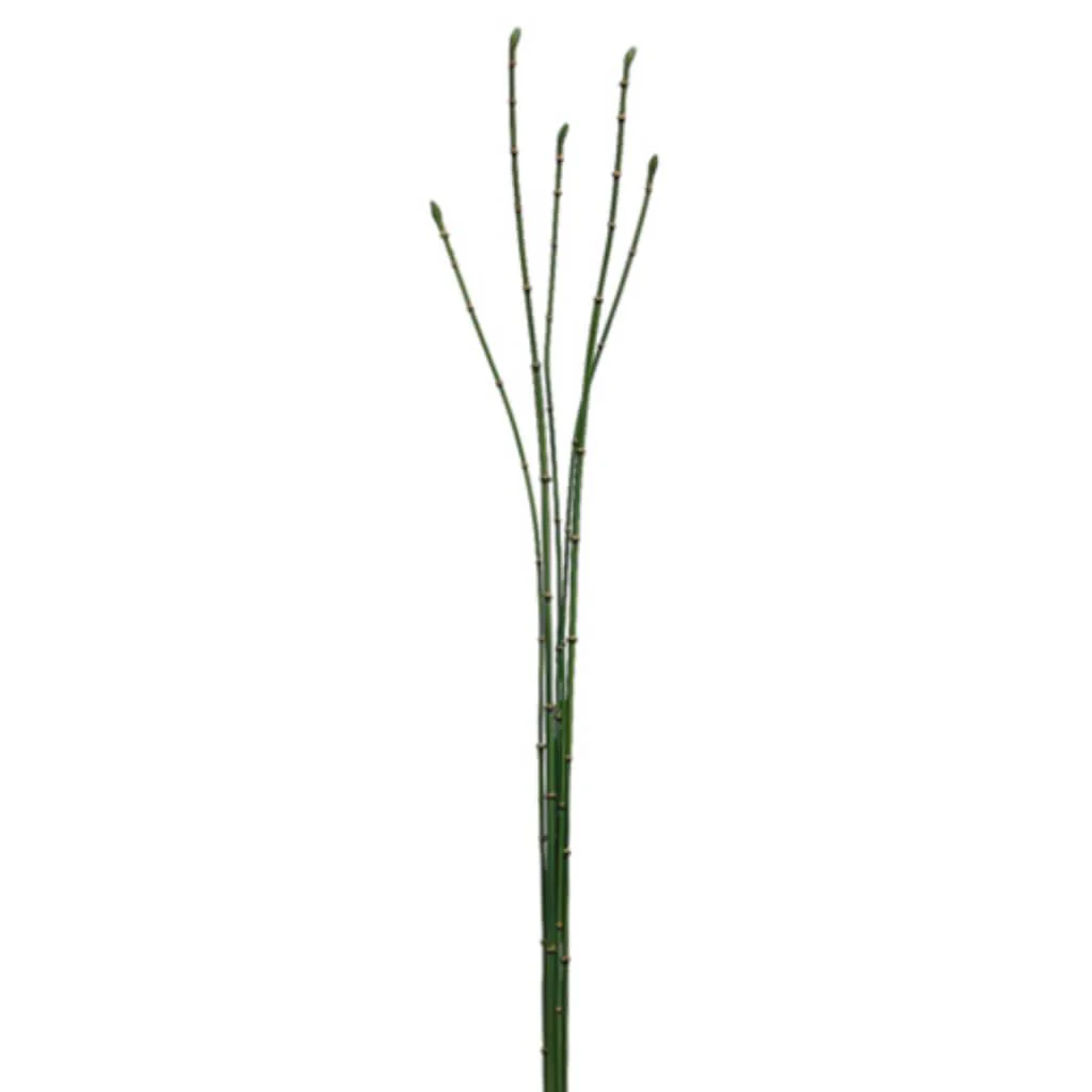 Bamboo Bundle 35.5" x5 Green