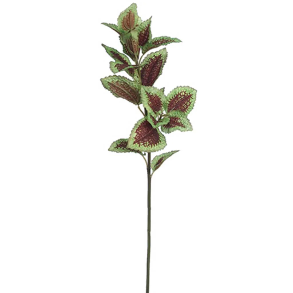 Coleus Spray 20in Green Burgundy