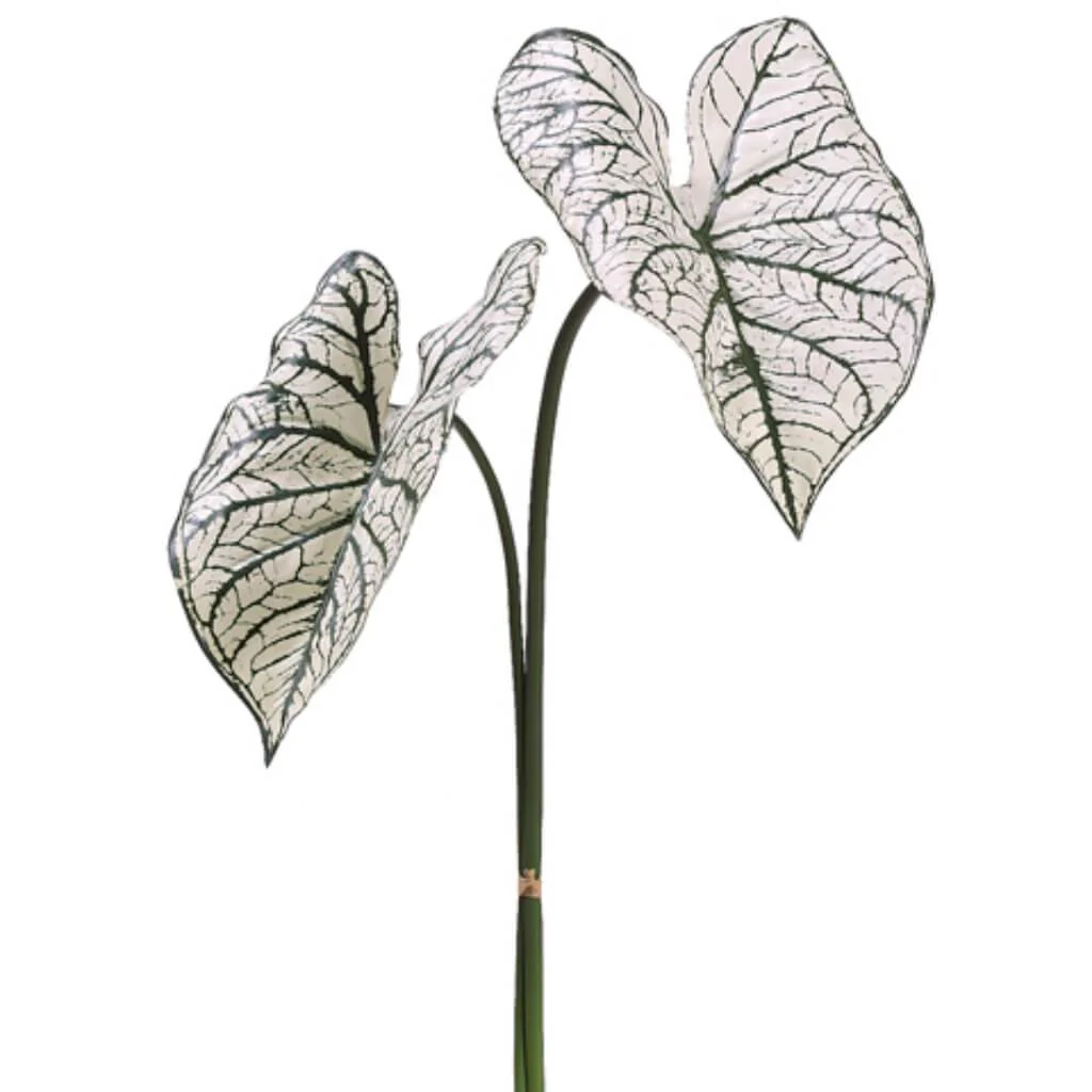 Caladium Leaf Spray x2 30in Cream Green