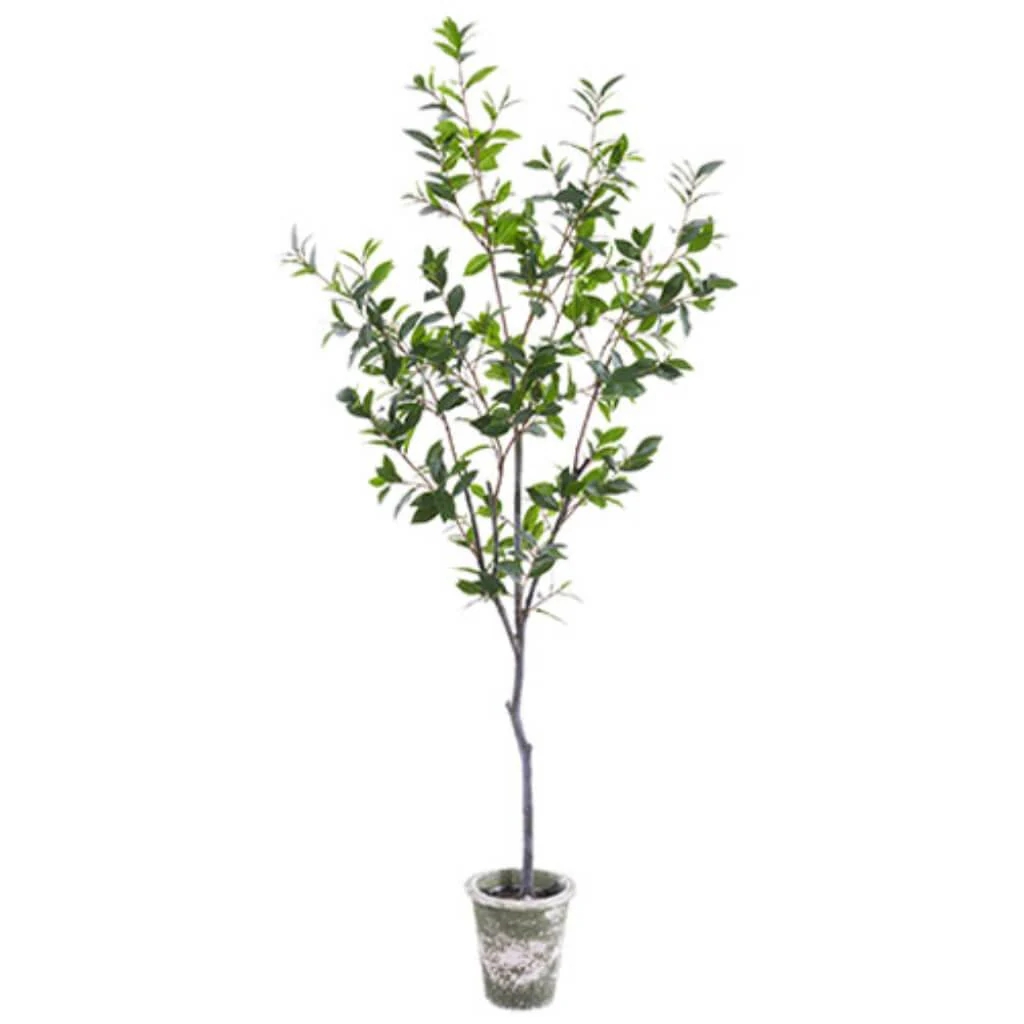 Laurel Tree in Clay Pot, 76in, Green
