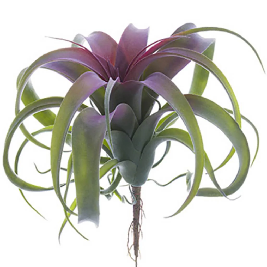 TILLANDSIA PICK 10.5in GR/BU