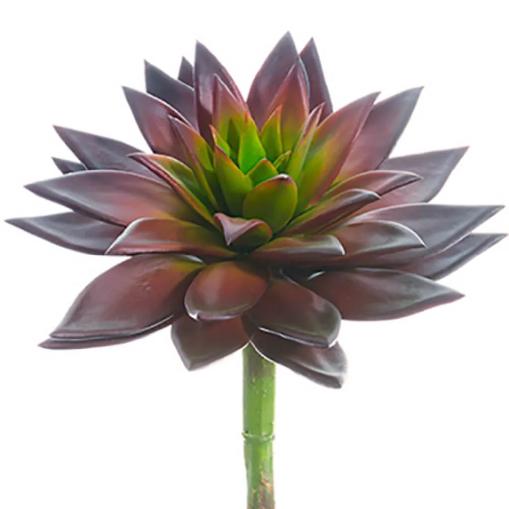 ECHEVERIA PICK 9"HX8"D BU