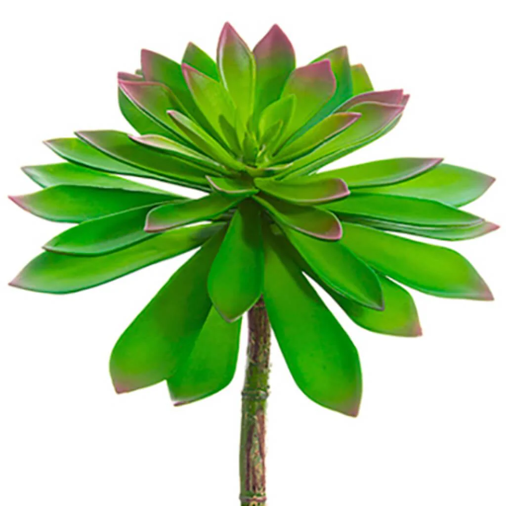ECHEVERIA PICK 9inH x 9inD GR/BU