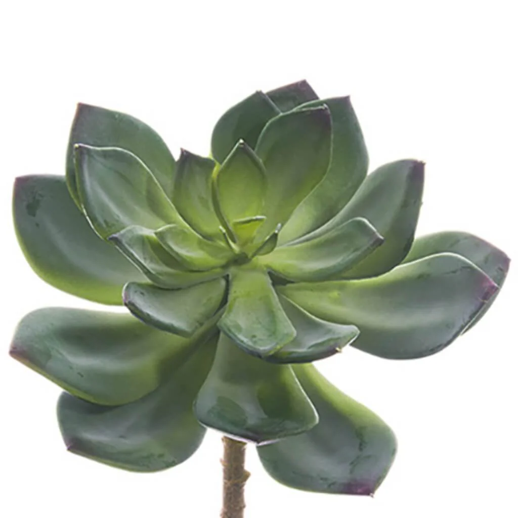 ECHEVERIA PICK 6" GR