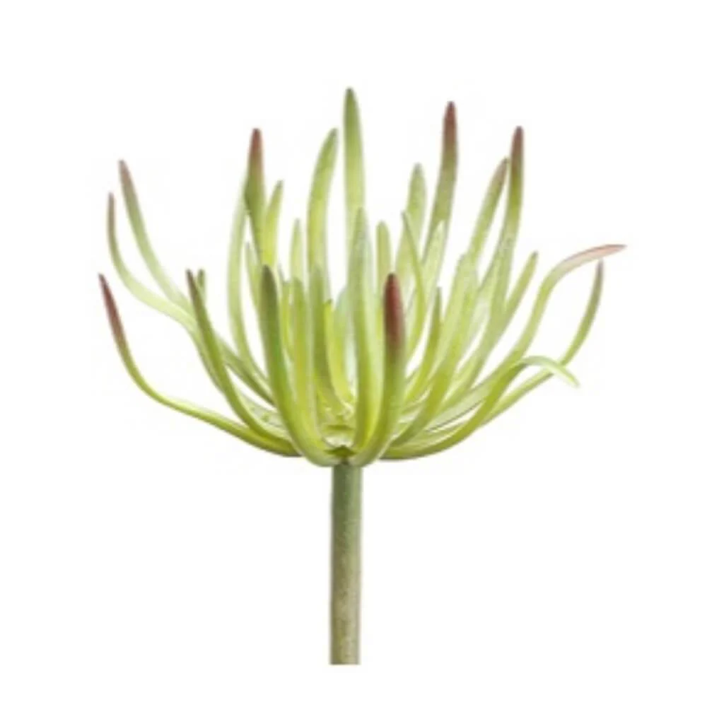 Spike Aeonium Pick 8.5in Green