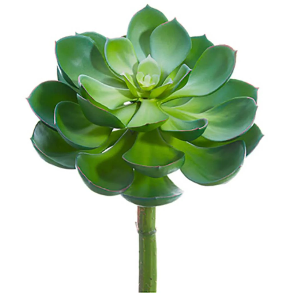 Echeveria Pick 8inH x 6.5inD Green Gray