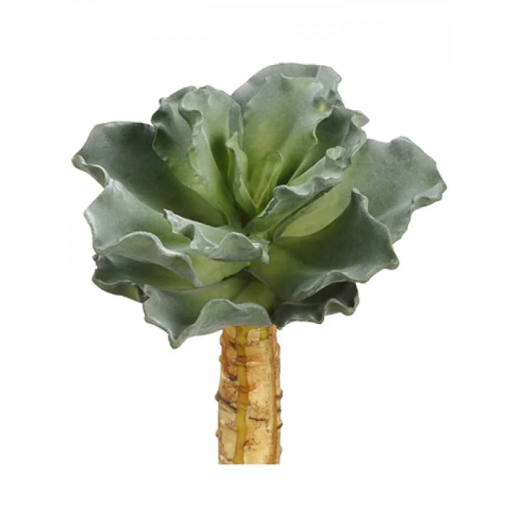 SOFT RUFFLE SEDUM PLANT 8.3in