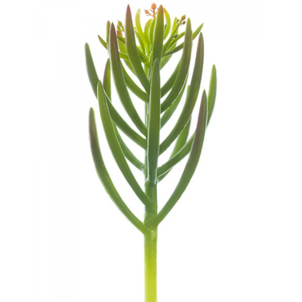 Senecio Pick 9.5" Green Burgundy