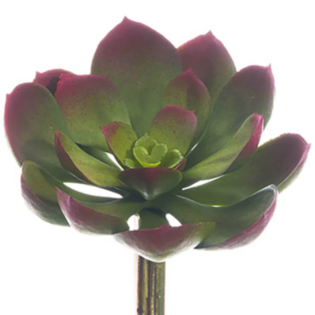 SOFT ECHEVERIA PICK 5inL x 5inW