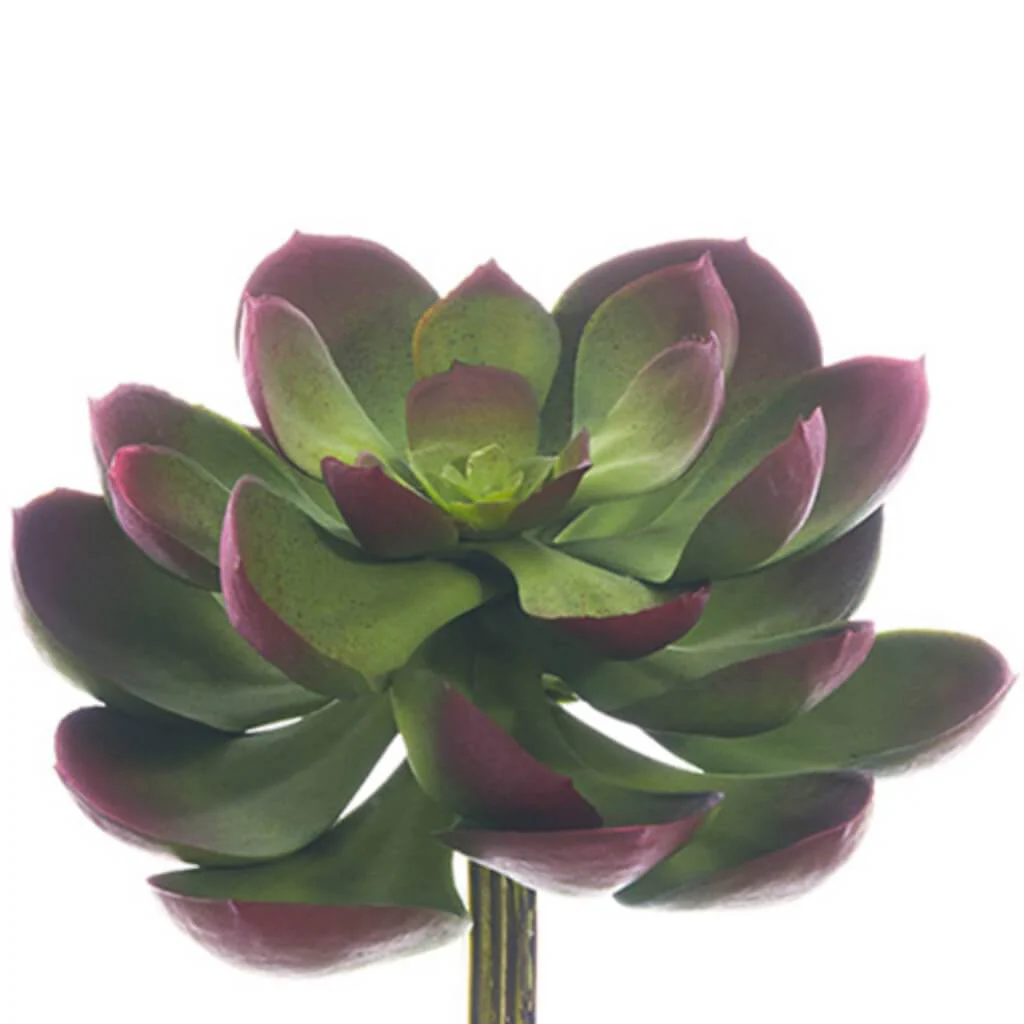 Soft Echeveria Pick 5inL x 6inW  Green Burgundy